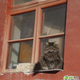 Illustration for article titled The Cats of Chinas Forbidden City